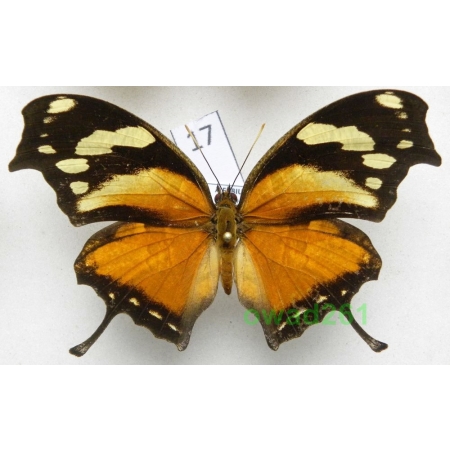 Consul fabius Cramer, 1776 Columbia 78mm17